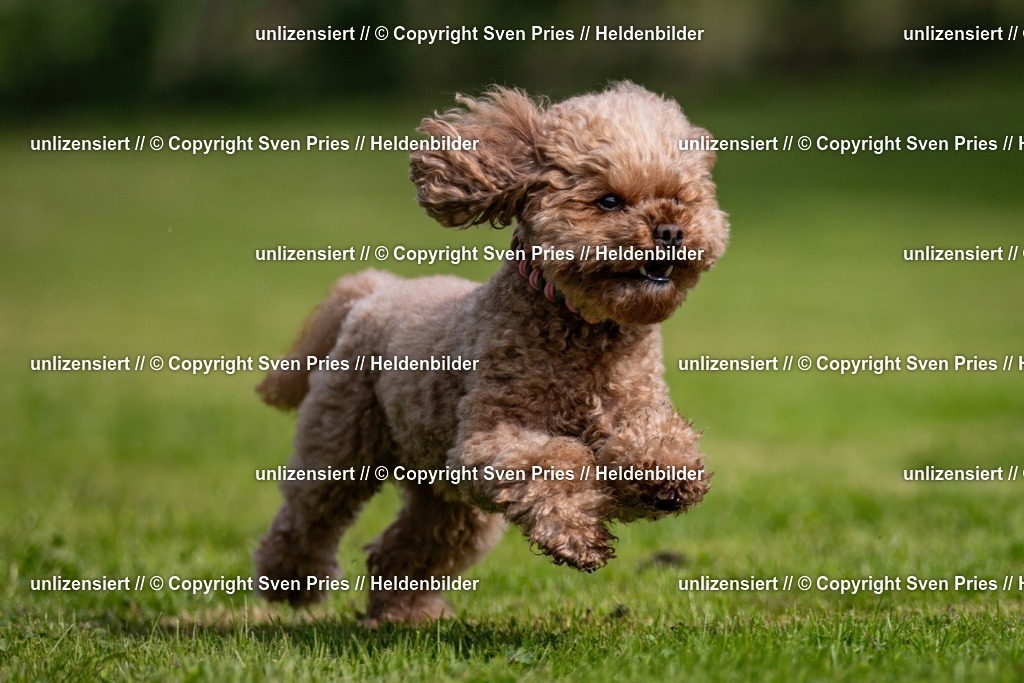 Sven Pries | 2024-09-22 - Hunderennen Baden-BadenPudelverein - Realisiert mit Pictrs.com