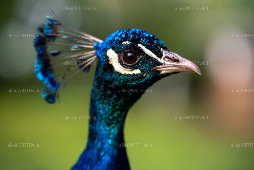 Daniel Wirth - www.allesWIRTHwild.de -20210711-AWG00257 | Entdecke die faszinierende Welt der Natur- und Wildlife-Fotografie von Daniel und Bärbel. Inspirierende Bilder von wilden Tieren und kleinen Naturwundern.
