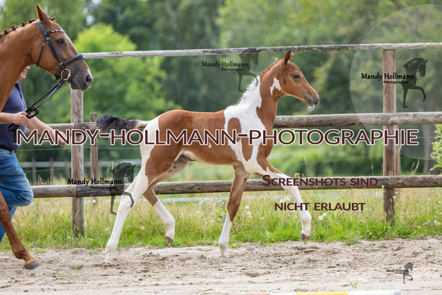 Hexenberg-386 | mandyhollmannphotographie