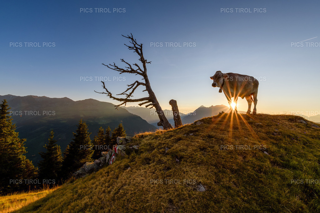 DSC_9354-Verbessert-RR-Bearbeitet | Tirolpics