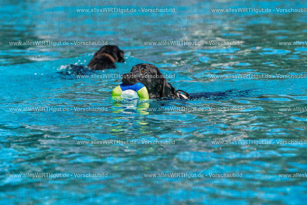 Hundeschwimmen_Volksbad_2026-allesWIRTHgut_Tierfotografie-2609061429-FAY06956 | Professionelle Tierfotografie in Mönchengladbach von Daniel Wirth (allesWIRTHgut). Liebevolle & natürliche Bilder von Hunden & Katzen für unvergessliche Erinnerungen.