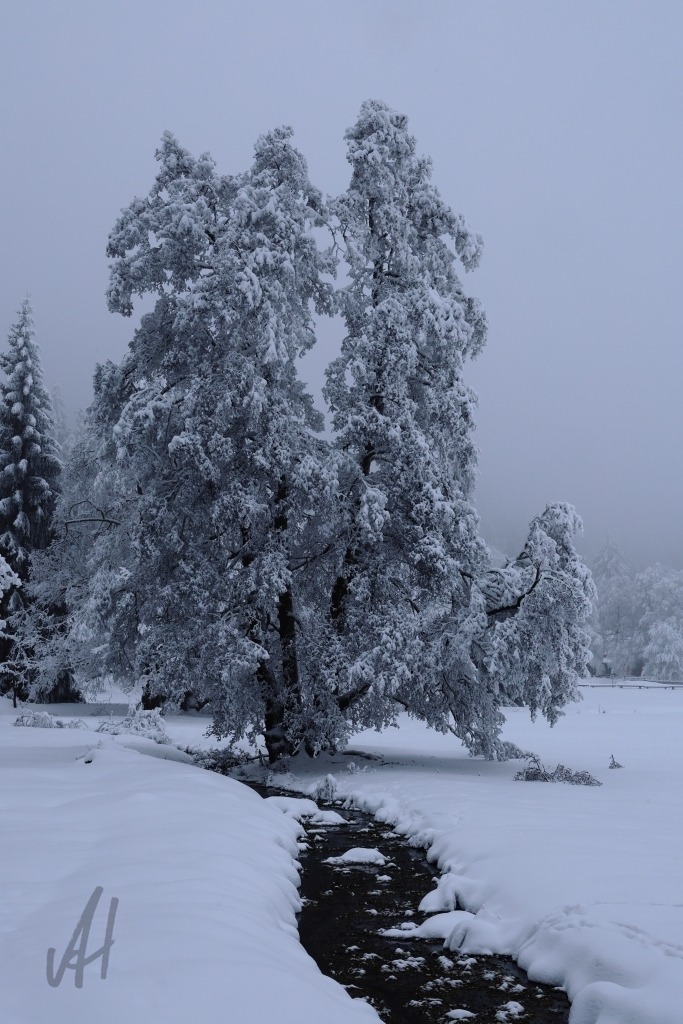 Winterstimmung im Kaiserwald | Winterstimmung im Kaiserwald - Realisiert mit Pictrs.com