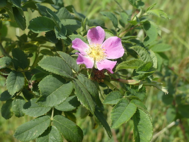 Hundsrose | Verkauf von Fotos und  Videoclips zumThema Natur.Motive sind Pflanzen, Tiere, Landschaftenund Wetter - Realisiert mit Pictrs.com