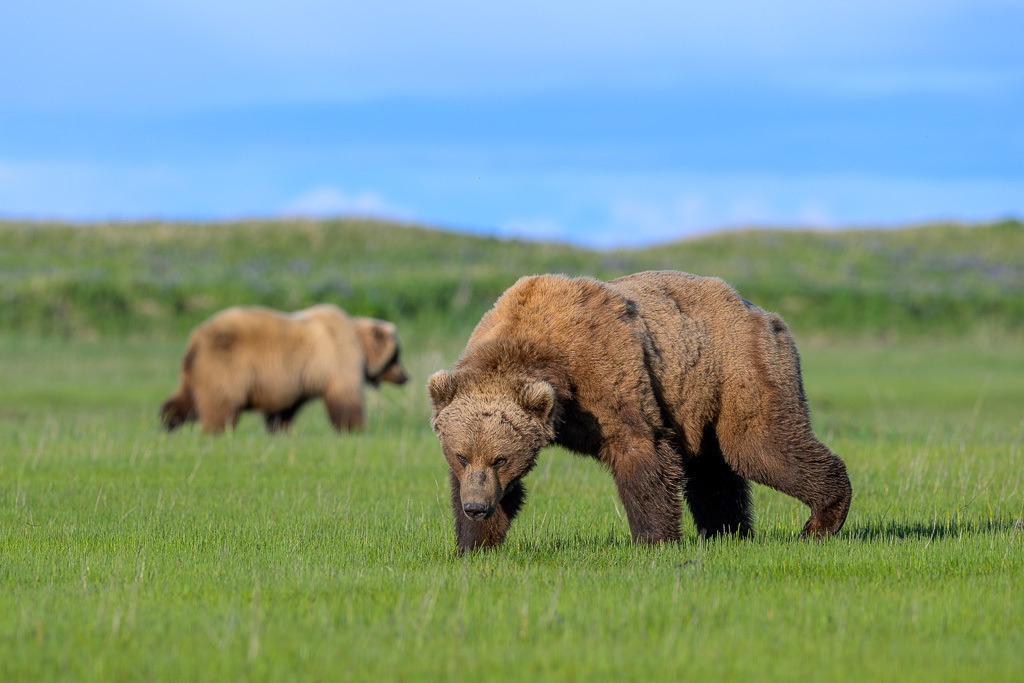 Alaska | Flug von Homer zu den Bärengebieten in Lake Clark NP und Katmai NP.  Schauplatz hier: Katmai. - Realisiert mit Pictrs.com