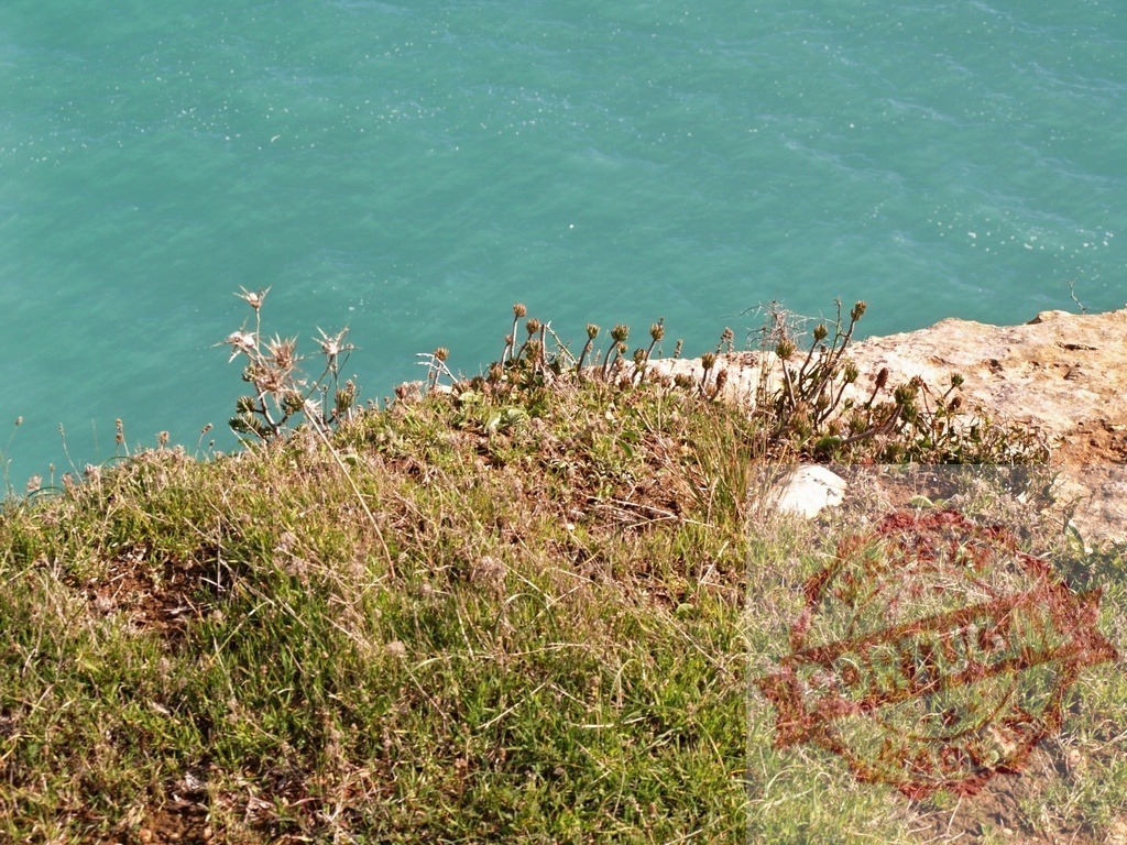 Cliff edge overlooking turquoise sea water | Green and dry grass growing on a rocky cliff overlooking vibrant turquoise sea - Realisiert mit Pictrs.com