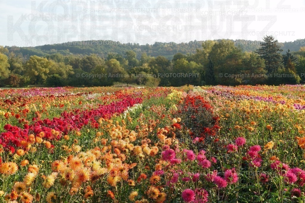 Dahlienfeld Bad Köstritz | Dahlienfeld Bad Köstritz - Realisiert mit Pictrs.com