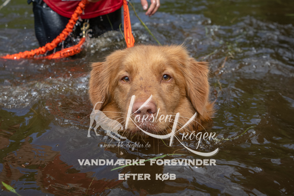1127DKK990273 | kk-dogfotos