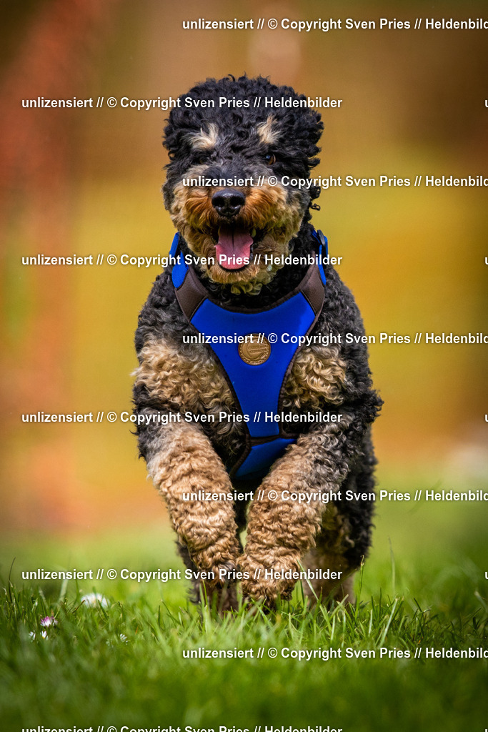 Sven Pries | 2025-04-13 - Hunderennen Baden-Baden - Realisiert mit Pictrs.com