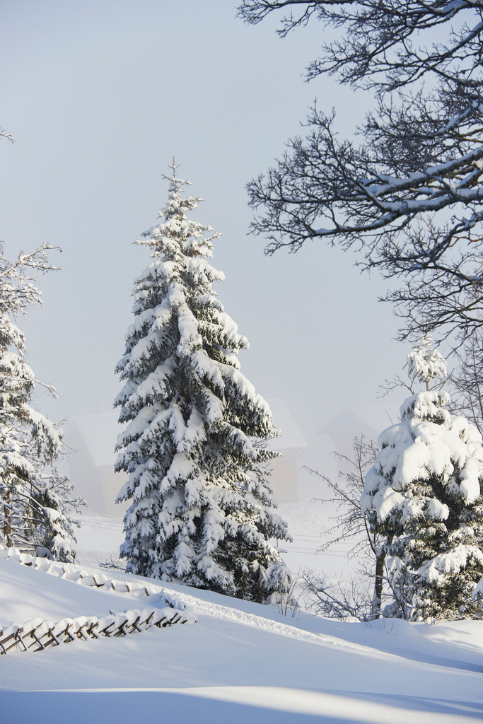 Verschneite Tanne in Landschaft | Dornbirn, Austria - January 18, 2015: Verschneite Tanne in Landschaft. - Realisiert mit Pictrs.com