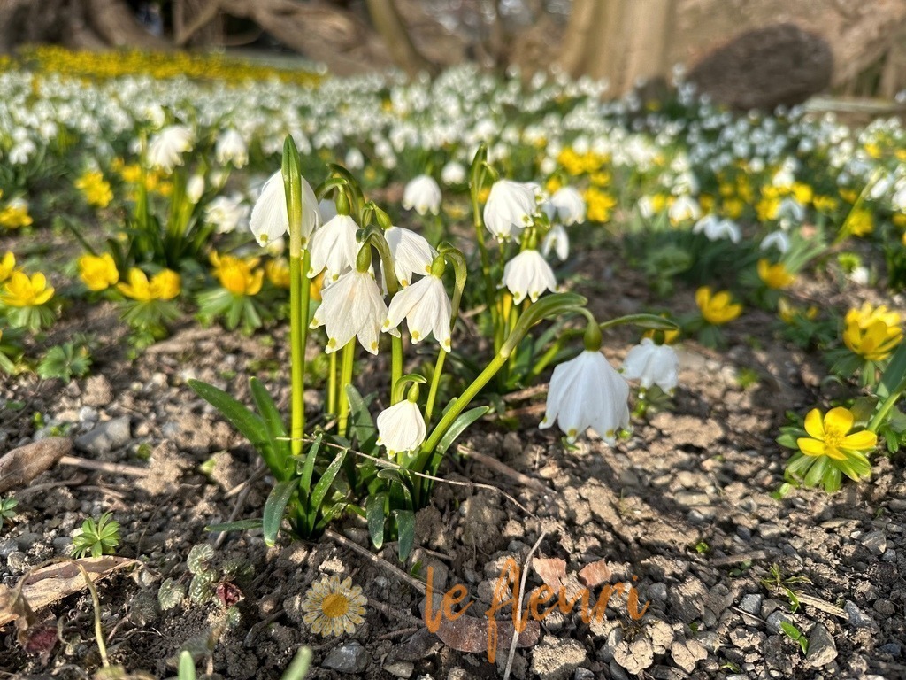 Schadaupark | Dies ist der Shop von Florian Blum - le fleuri. Langenthal, Bern, SchweizSie können hier meine oder ihre eigenen Fotos als Fotoprodukte kaufen. Tassen, Schlüsselanhänger, Taschen etc. können Sie hier gestalten.  - Realisiert mit Pictrs.com
