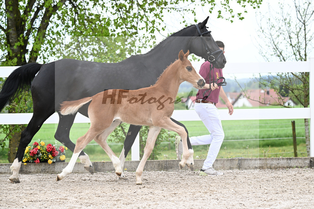 Kat-Nr. 50 HF Erste Sahne x Grey Flanell_Geng_23260073 | hf-fotografie - Realisiert mit Pictrs.com