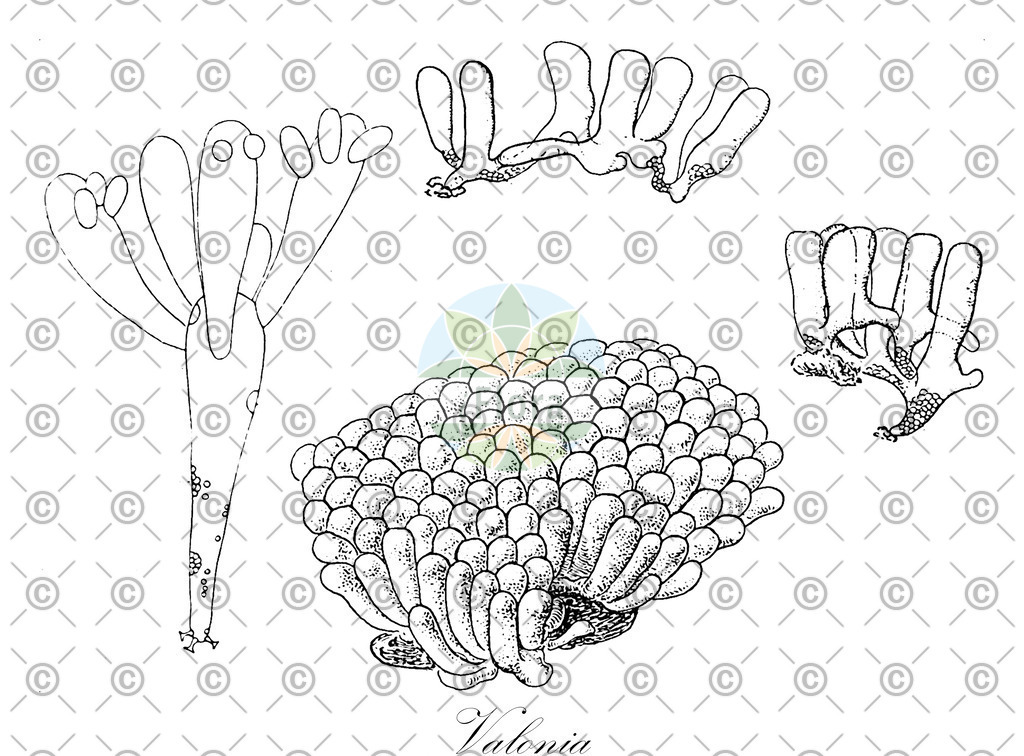 HistAbb_wfo-0000331122_1_ENZY_Simple | Historische Abbildung von Valonia - Valoniaceae (0) | Historical Illustration of Valonia - Valoniaceae (0)