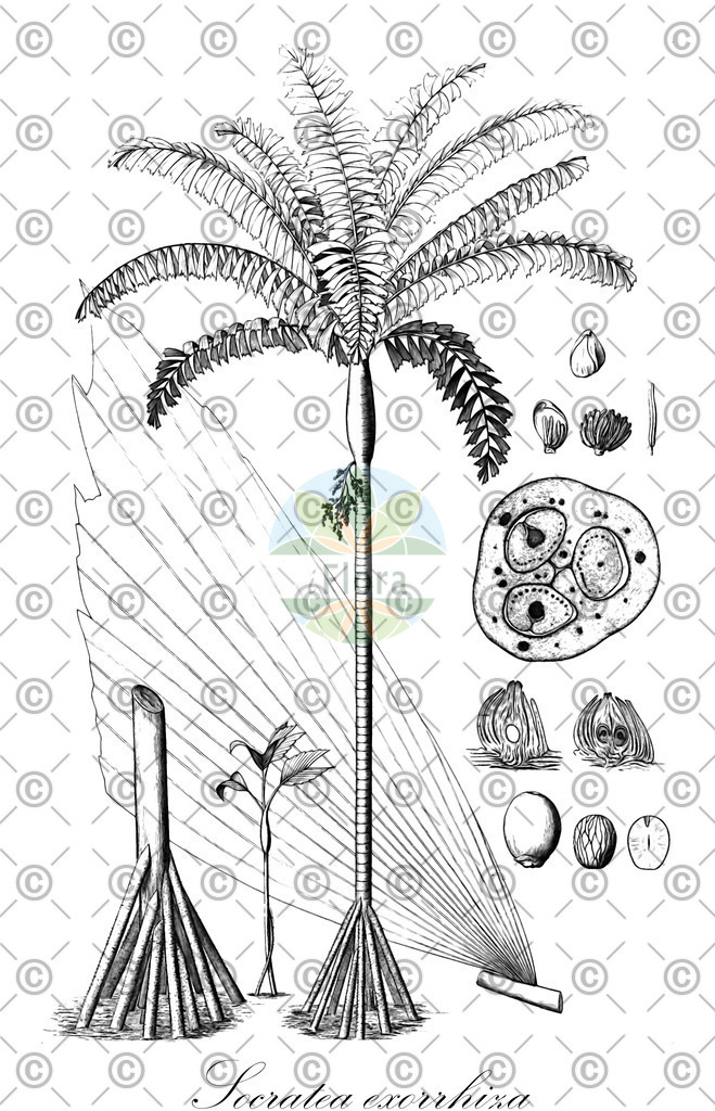 HistAbb_wfo-0000900067_1_ENZY_Simple | Historische Abbildung von Socratea exorrhiza - Arecaceae | Historical Illustration of Socratea exorrhiza - Arecaceae