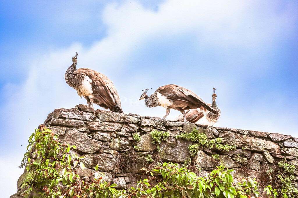 Pfauenhühner Aschaffenburg-1584 | Pfaue aus dem Park im Schöntal in der Stadtmitte von Aschaffenburg in Bayern. Die Pfauendamen teilen sich gemeinsam einen männlichen Pfau. - Realisiert mit Pictrs.com