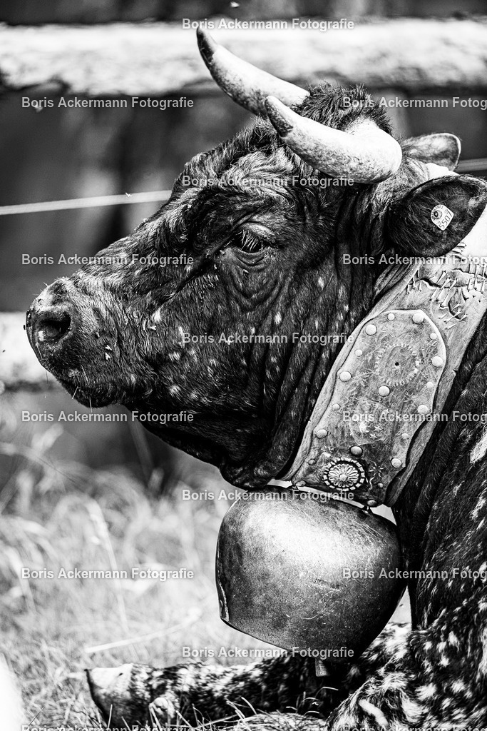 20240815-1M5A9002 | FineArtPrint, Hahnemühle, FeeGalerie, Fee Galerie, Fotokunst, Fotografie, Canonphotography, Bergfoto, Matterhorn, Rimpfischhorn, Allalinhorn, Saas-Fee, Wallis, Valais, Switzerland, Bergfotografie