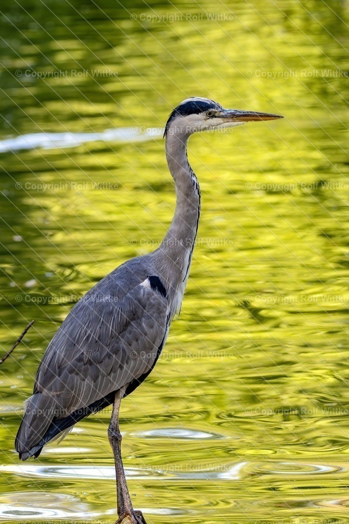 reiher1.1 | Rolf Wittke  - Realisiert mit Pictrs.com