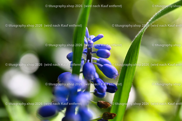 2026-05-17_titusgraphy-hdh_12-01-ln | titusgraphy-shop: Geschenkideen mit Qualitätsfotos. titusgraphy-shop: gift ideas with quality photos. titusgraphy-shop: idées cadeaux avec photos de qualité.  - Realisiert mit Pictrs.com