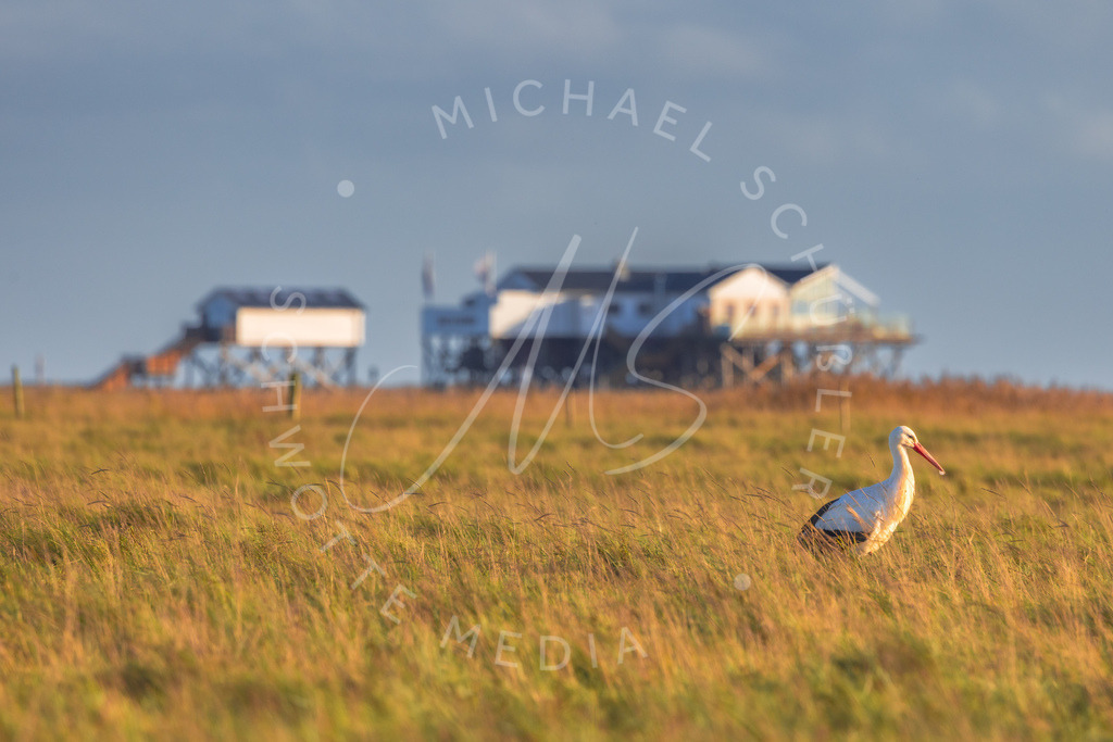 2023-10-12 SPO Boehl 034 | Schwotte Media - Realisiert mit Pictrs.com