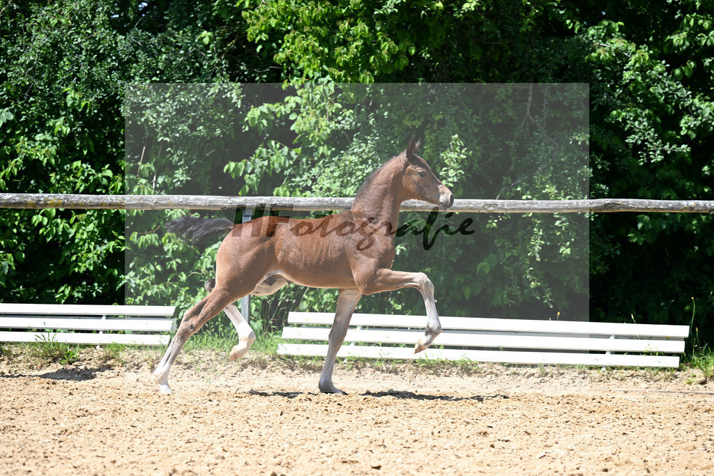 Kat-Nr. 15 Vjento x Dantano_HF_Wiedemann_16250401 | hf-fotografie - Realizzato con Pictrs.com