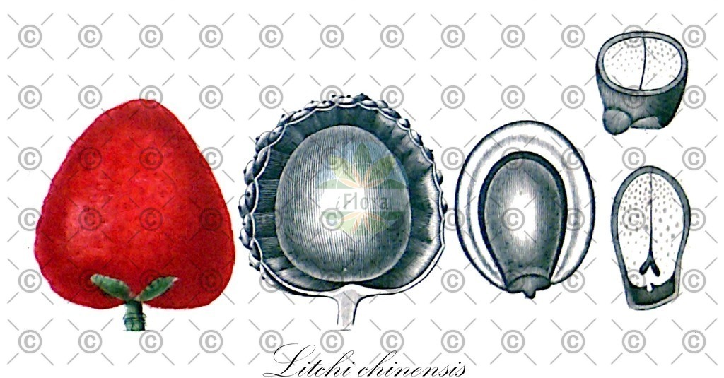 HistAbb_wfo-0000229751_1_ENZY_Simple | Historische Abbildung von Litchi chinensis - Sapindaceae (Litchi) | Historical Illustration of Litchi chinensis - Sapindaceae