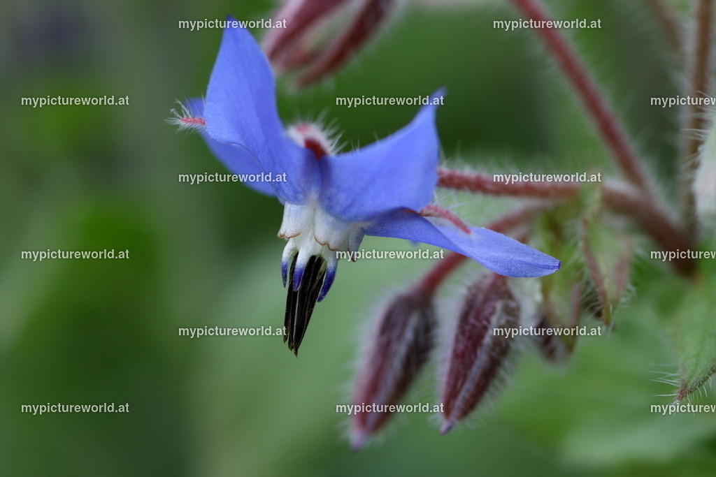 Borretsch-004 | Das Bilderarchiv über Tiere, Planzen und Landschaften. In der Bilddatenbank finden Sie ein große Auswahl an hochwertigen Bilder für Ihre Werbung - Realized with Pictrs.com