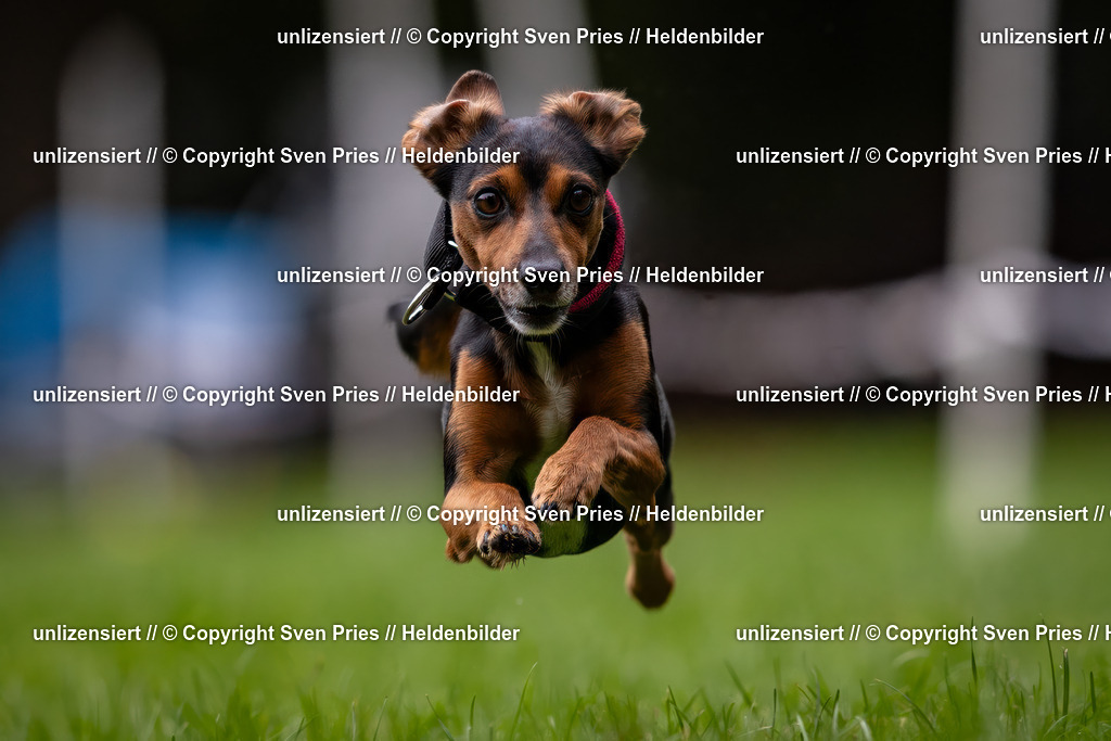 Sven Pries | 2024-10-19 - Hunderennen Ober-Grombach - Realisiert mit Pictrs.com