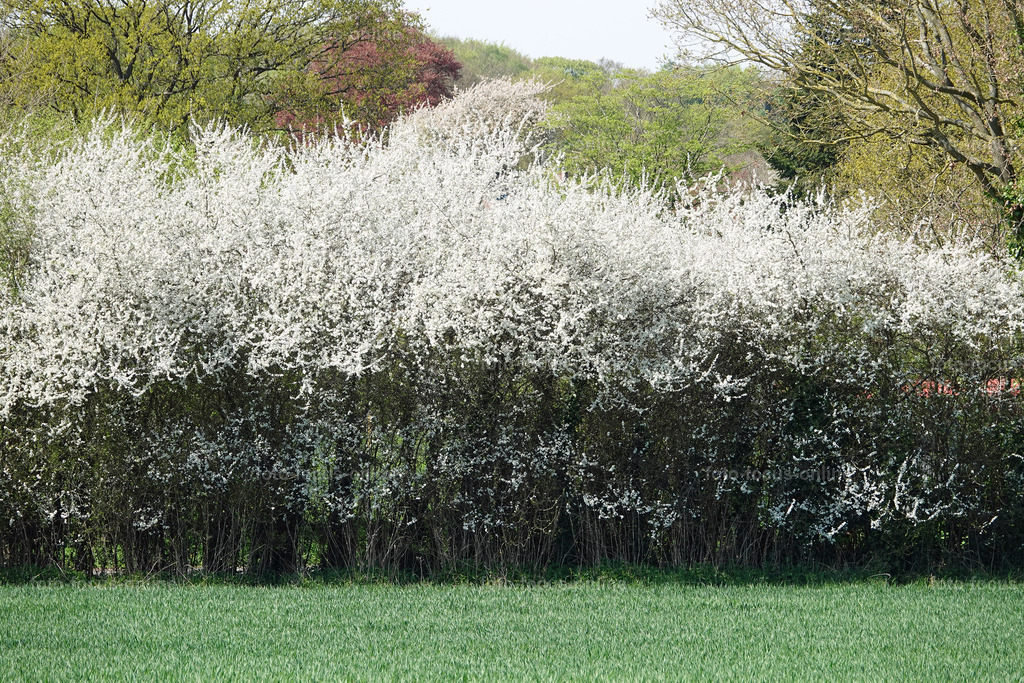 sprintime_57 | springtime