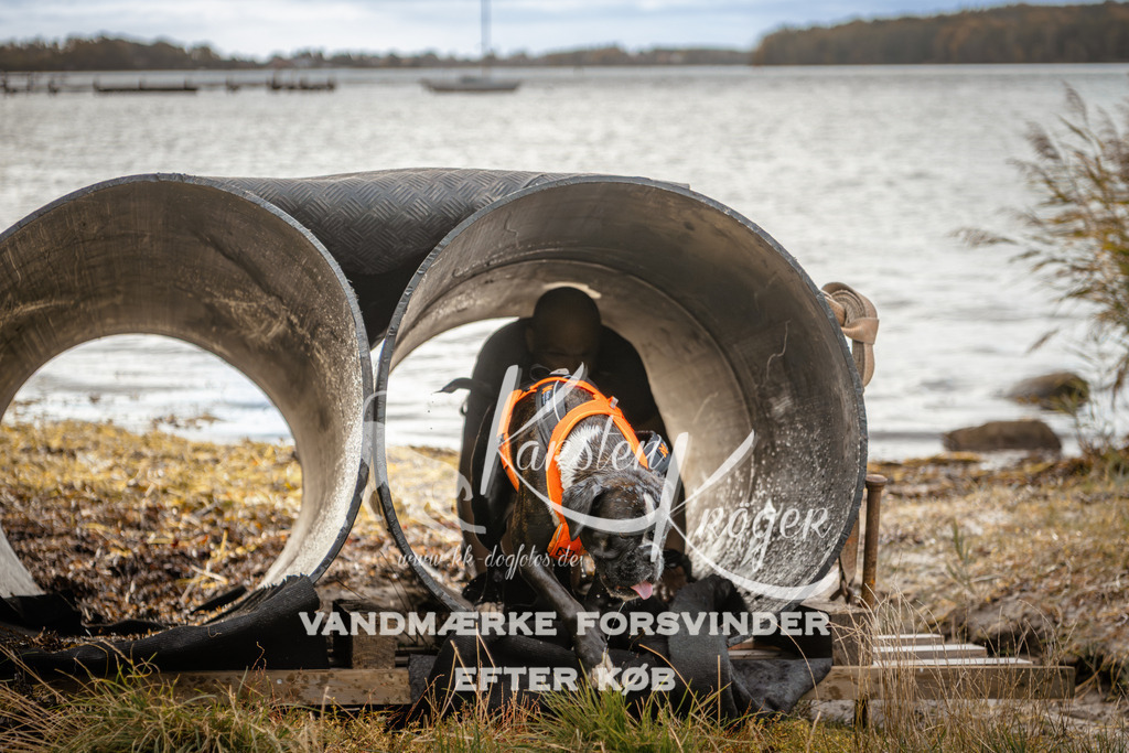 0918_ZZ96655 | kk-dogfotos