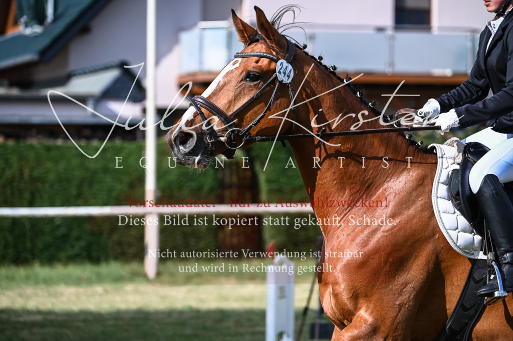 DSC_7699 | Pferde- und Turnierfotografie in Westsachsen. Pferdeportraits, Auftragszeichnungen und intuitive Kunst.