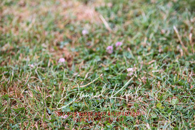 DKP47201 | Turniersportfotografie; Pferdefotografie; Dressurfotografie