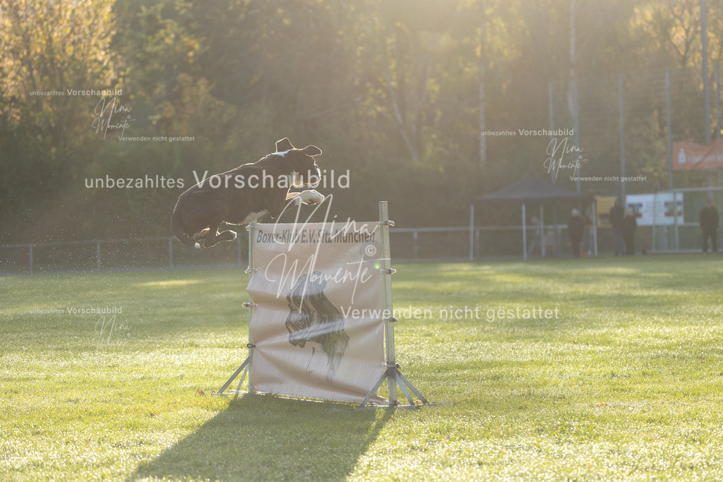 _16A6100 | Einzigartige Fotos von Hunden & Menschen –Actionfotos, Portraits, Vereinsaufnahmen & Paarshootings – authentisch, lebendig & mit Herz.