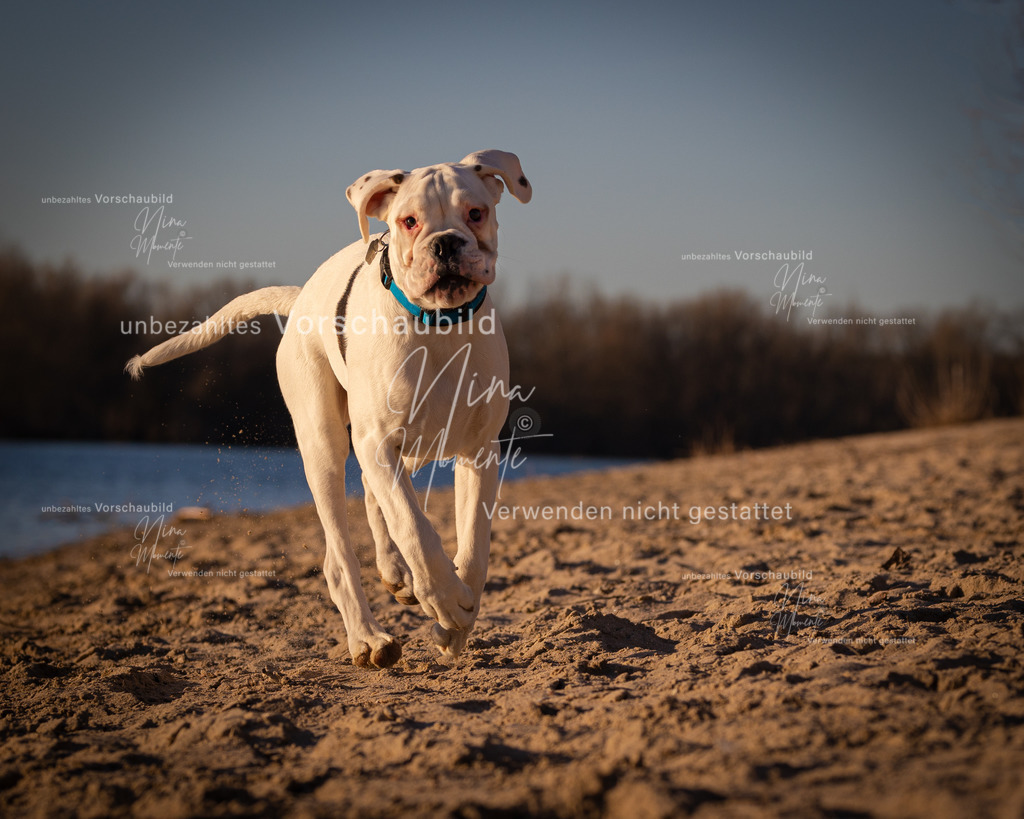 _16A4832 | Einzigartige Fotos von Hunden & Menschen –Actionfotos, Portraits, Vereinsaufnahmen & Paarshootings – authentisch, lebendig & mit Herz.