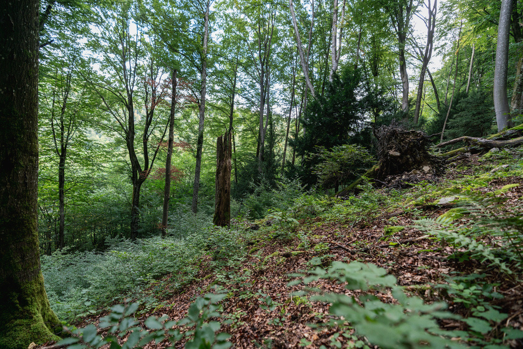 ZD250916101949 | Fotoshop von zweidimensional Fotografie. Ihr Fotograf im Aargau. Abzüge von Ihrem Fotobox Event bestellen.Abzüge von Ihrem Hochzeit bestellen.Abzüge von Ihrem Schulfotograf bestellen.