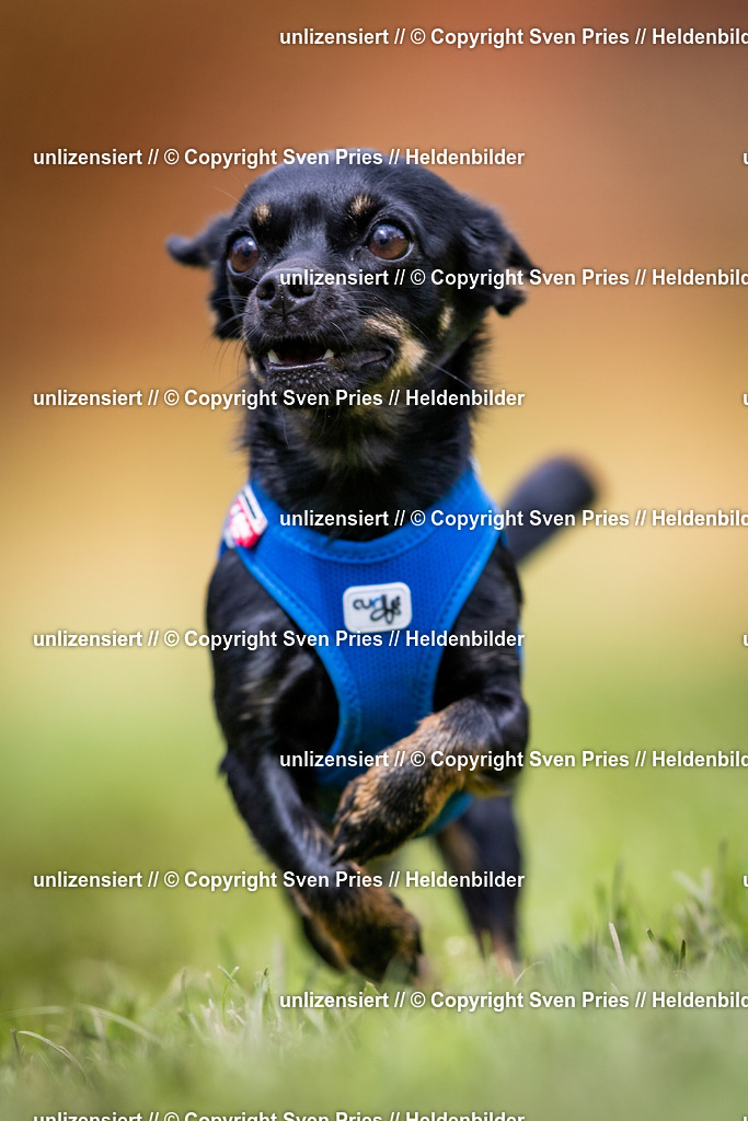 Sven Pries | 2024-04-21 - Hunderennen Baden-Oos
Foto: Sven Pries - Realisiert mit Pictrs.com