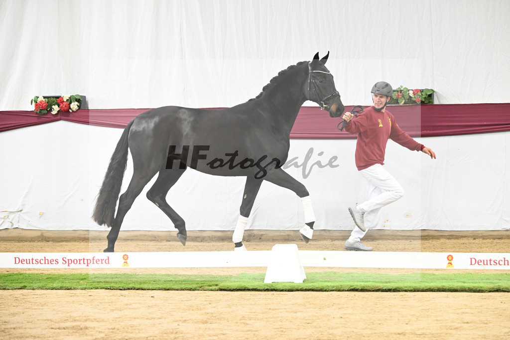 Kat-Nr. 112 Fynch Hatton x Damon Hill_Sibille Hachtel_47253352 | hf-fotografie - Realisiert mit Pictrs.com