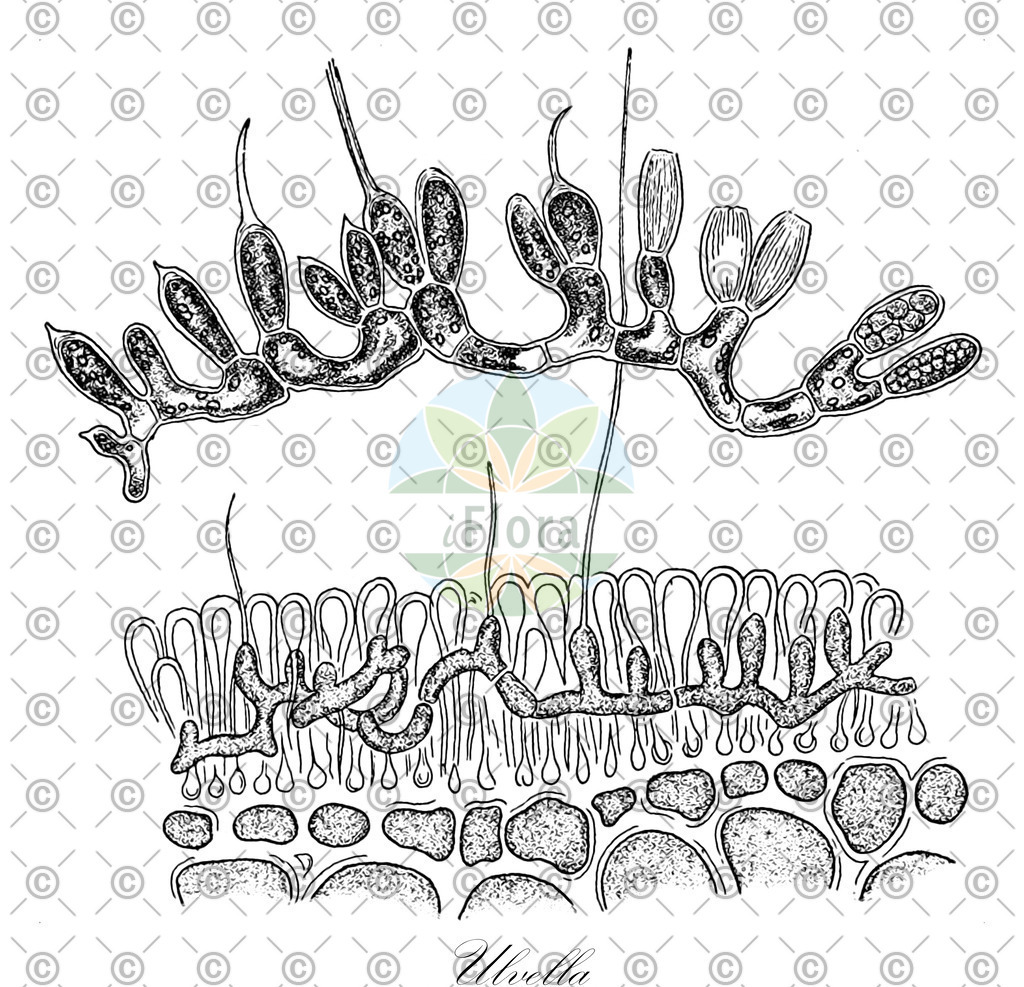HistAbb_EMP_18389_2_SIMPLE | Historische Abbildung von Ulvella - Ulvellaceae (0) | Historical Illustration of Ulvella - Ulvellaceae (0)