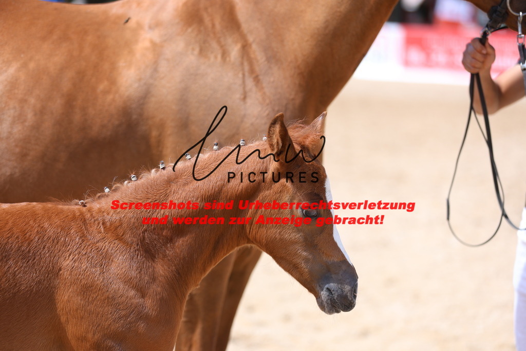 Fohlenschau_Schwäbisch_Hall_Ponys_KN 47_9 | lmwpictures - Realisiert mit Pictrs.com