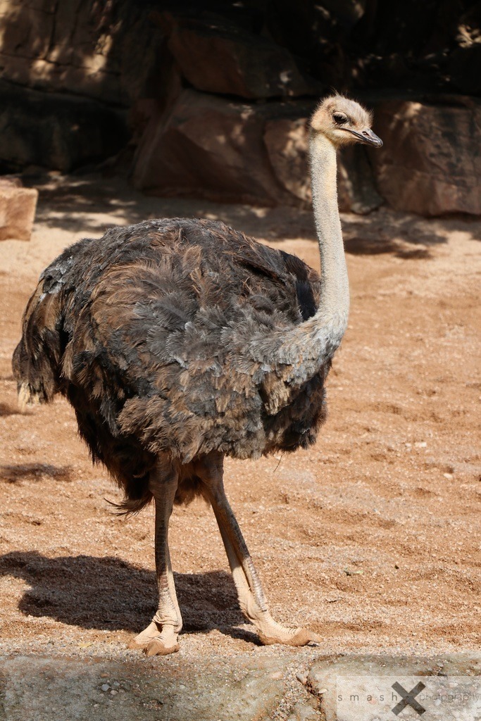 Ostrich | smash-photography.com