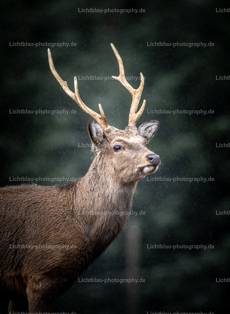 Rotwild / Hirsch | Der Rothirsch (Cervus elaphus) ist eine Art der Echten Hirsche. In der Jägersprache spricht man bei der Bezeichnung von mehreren Tieren vom Rotwild. Wie bei den meisten anderen Vertretern der Hirsche bildet nur das männliche Tier jährlich ein Geweih aus. Im mitteleuropäischen Raum ist der Rothirsch eines der größten freilebenden Wildtiere und kommt hier fast nur noch in Waldbiotopen vor. Ursprünglich war er Bewohner offener und halboffener Landschaften. - Realisiert mit Pictrs.com