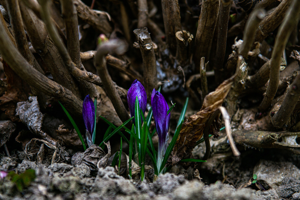 Neues Leben inmitten des alten | Krokusse die kurz vor der Blüte stehen, zwischen alten Rosentrieben - Realisiert mit Pictrs.com