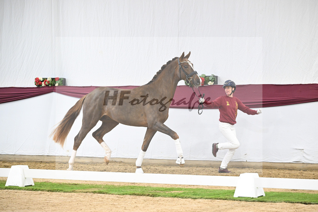 Kat-Nr. 113 Benicio x Floriscount_Galneder Zuchthof GbR_47253731 | hf-fotografie - Realisiert mit Pictrs.com