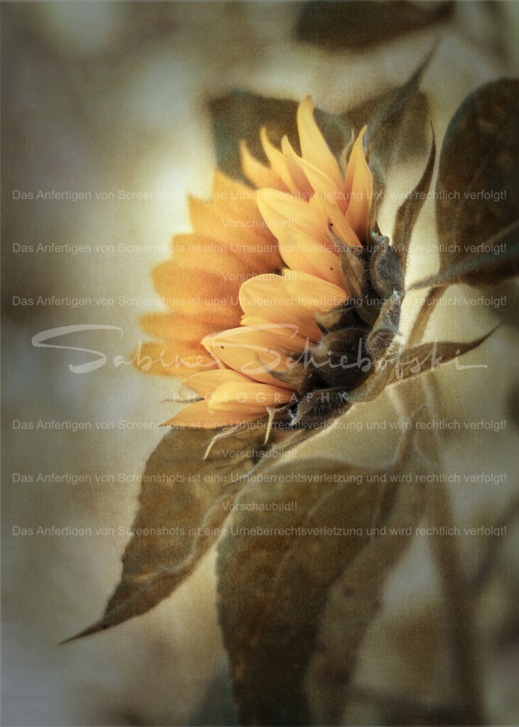 Sonnenblume | People- und Tierfotografie, Imageaufnahmen, Veranstaltungsfotografie und Wandbilder aus der Natur ★ Made in Germany ✔️ Druck + Downloads ✔️ Naturfotografie in Top Qualität ★ schneller Versand, weltweite Lieferung! - Realisiert mit Pictrs.com