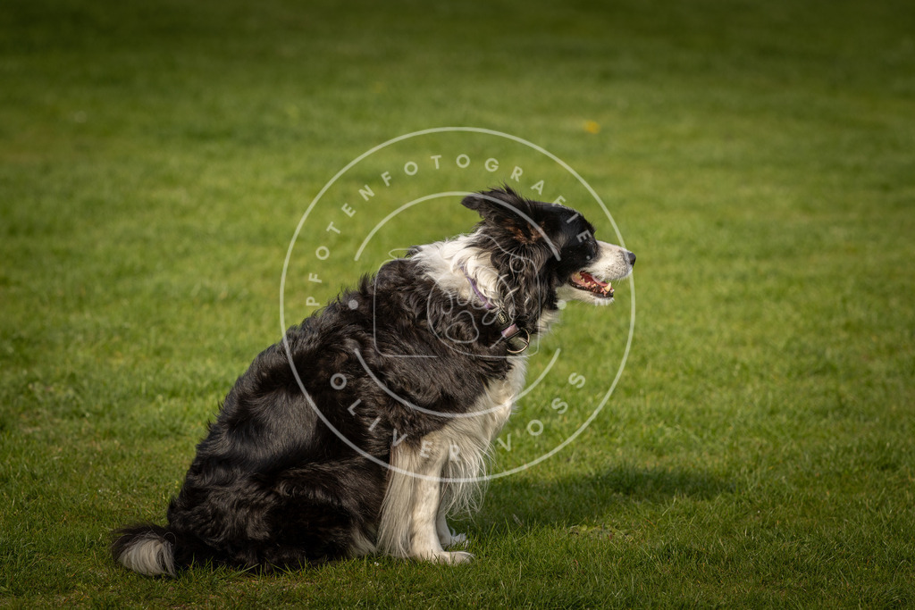 Pfotenfotografie_DV3A4878 | Hundefotografie, Tierfotograf, Pfotenfotografie, Fotoshooting Hund, Hunde Portrait, Hundesport, Hundeportraits, Heideshooting, Hunde, Sportfotograf, Hundefotograf, Turnierhundsport, THS,  - Realisiert mit Pictrs.com