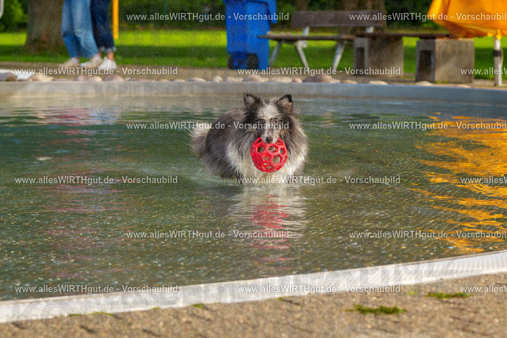 Hundeschwimmen_Grefrath_2026-allesWIRTHgut_Tierfotografie-15_19-FAY01218 | Professionelle Tierfotografie in Mönchengladbach von Daniel Wirth (allesWIRTHgut). Liebevolle & natürliche Bilder von Hunden & Katzen für unvergessliche Erinnerungen.