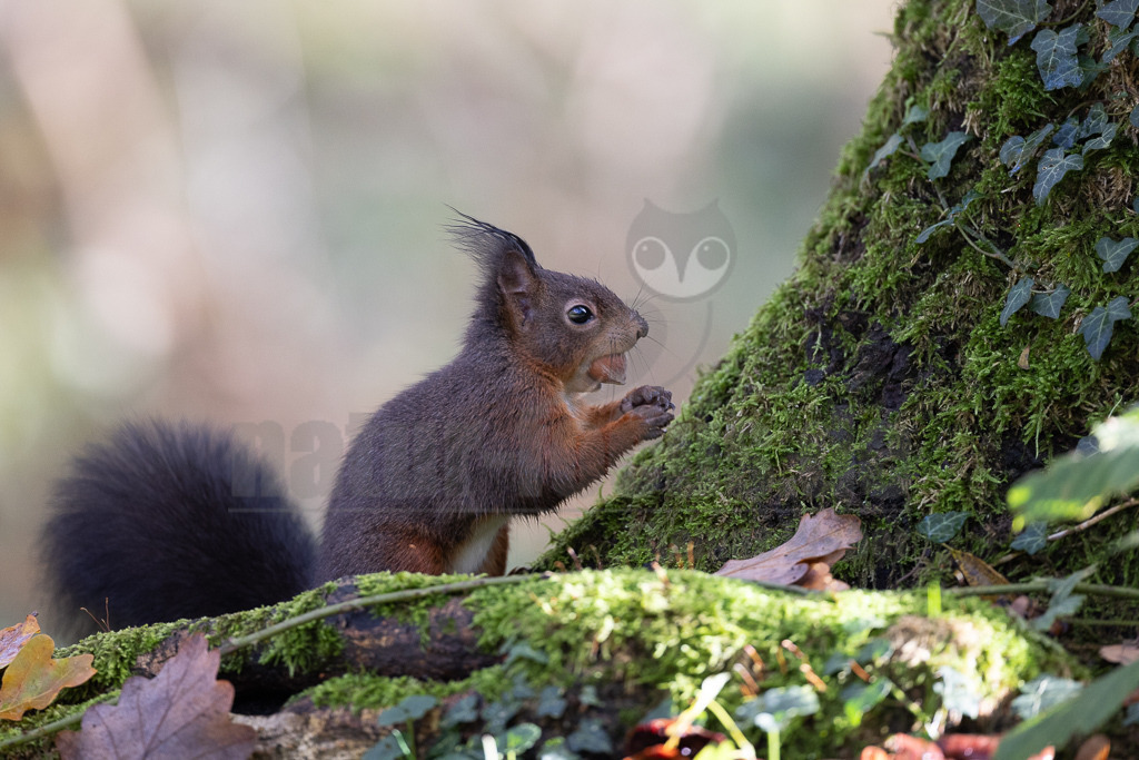 20231112105342 | Eurasische Eichhörnchen (Sciurus vulgaris) leben in Nadel-, Laub- und Mischwäldern mit alten Baumbeständen und sind fast in ganz Europa verbreitet. In Deutschland und vielen anderen Ländern haben sie sich auch städtische Lebensräume erschlossen. Sie halten sich gern in der Nähe von Menschen auf und sind in Gärten und Parks zu finden, solange es dort genügend Nahrung und Unterschlupf gibt. - Realisiert mit Pictrs.com