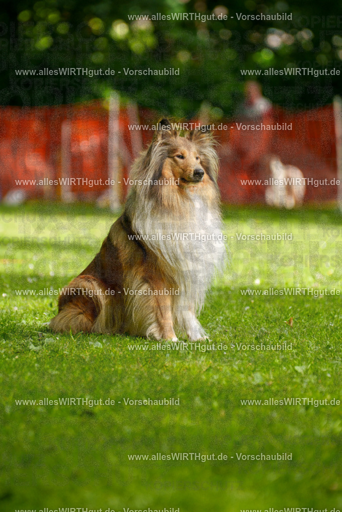 @allesWIRTHgut_Tierfotografie - www.allesWIRTHgut.de - 095440-7R507828 | Professionelle Tierfotografie in Mönchengladbach von Daniel Wirth (allesWIRTHgut). Liebevolle & natürliche Bilder von Hunden & Katzen für unvergessliche Erinnerungen.