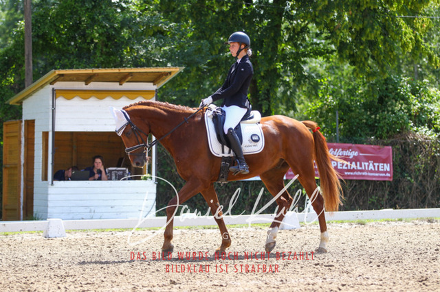 DKP42536 | Turniersportfotografie; Pferdefotografie; Dressurfotografie