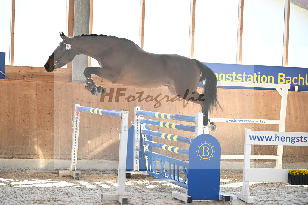 Kat-Nr. 63 Kelly du Tillard v. Aganix Du Seigneur_Keitel_14261724 | hf-fotografie - Realizzato con Pictrs.com