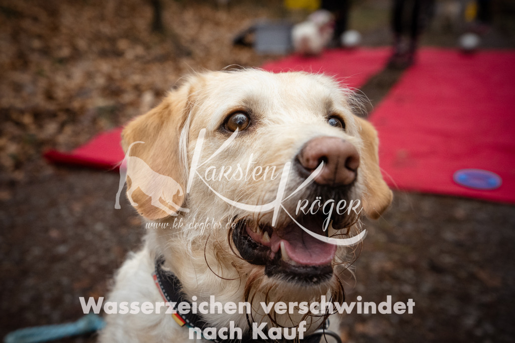 1135_ZZ90853 | kk-dogfotos
