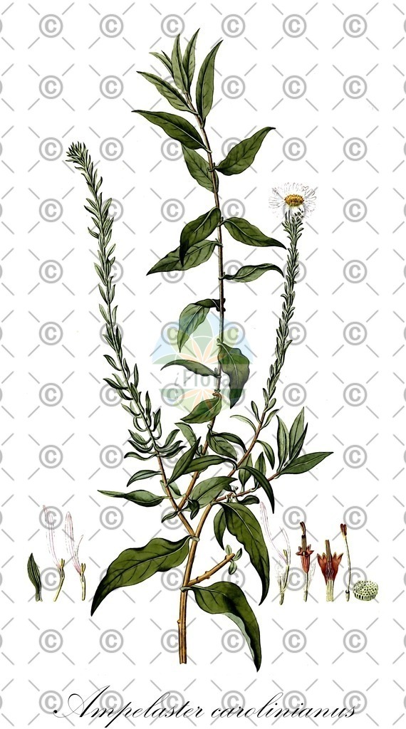 HistAbb_wfo-0000009377_1_ENZY_Simple | Historische Abbildung von Ampelaster carolinianus - Asteraceae | Historical Illustration of Ampelaster carolinianus - Asteraceae